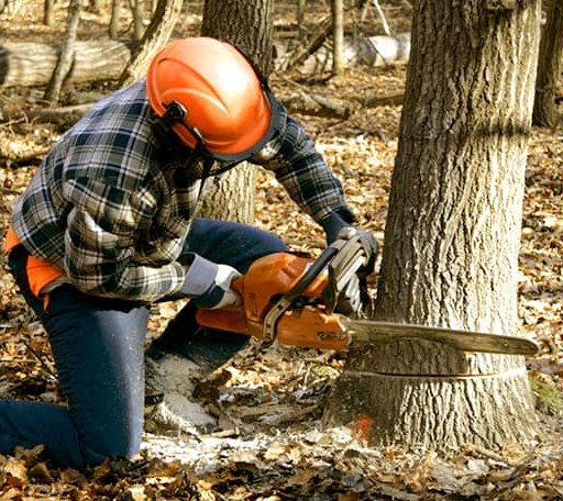Tree Removal in Washington, VT